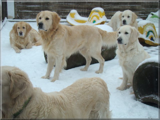 http://hunde-haus.de/images/wesley/vorneanklickengabihunde.jpg